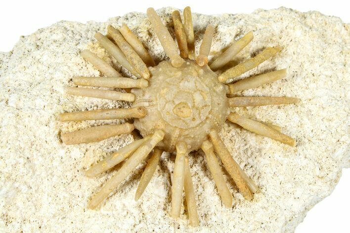 Cretaceous Fossil Urchin (Salenia) - Missour, Morocco #366924